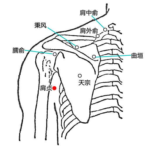 肩贞 - 图片1