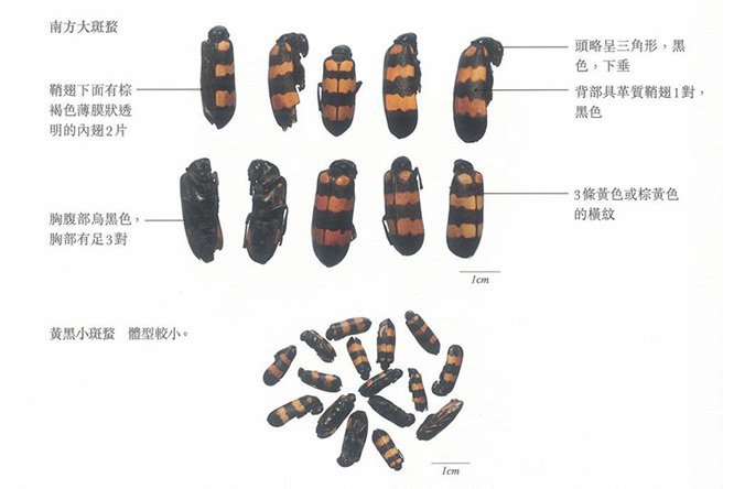 斑蝥 - 图片3
