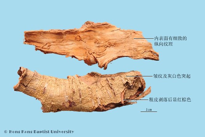土荆皮 - 图片2