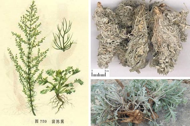茵陈 - 图片2