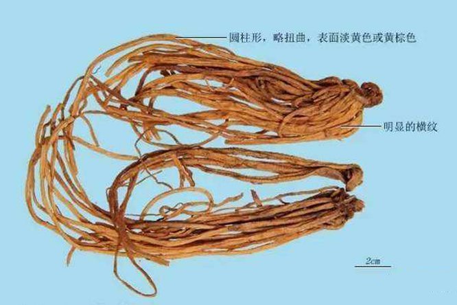 龙胆 - 图片2