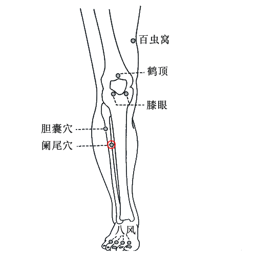 阑尾 - 图片1