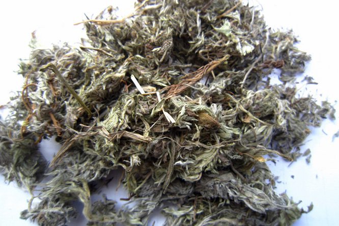 茵陈 - 图片1