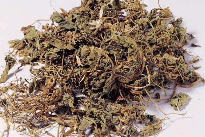 紫花地丁 - 图片1