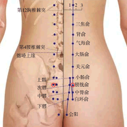膀胱俞 - 图片1