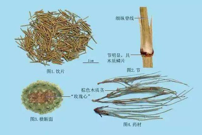 麻黄 - 图片2