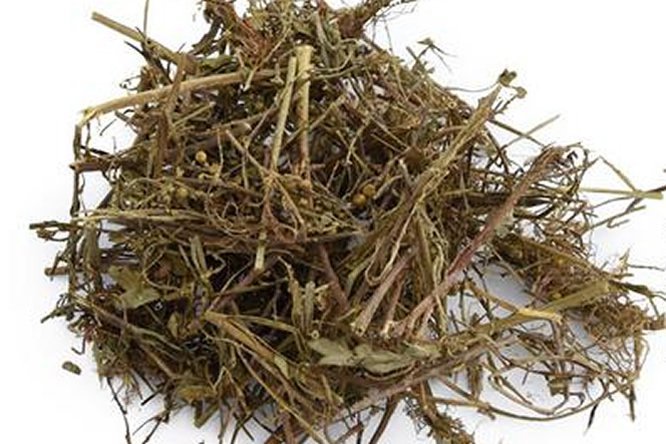 珍珠草 - 图片1
