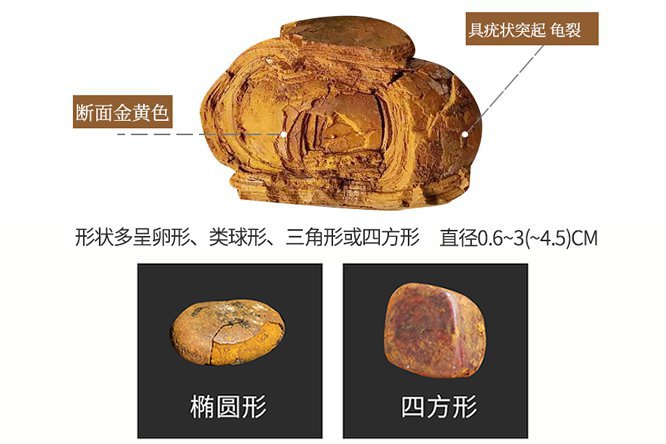 牛黄 - 图片2