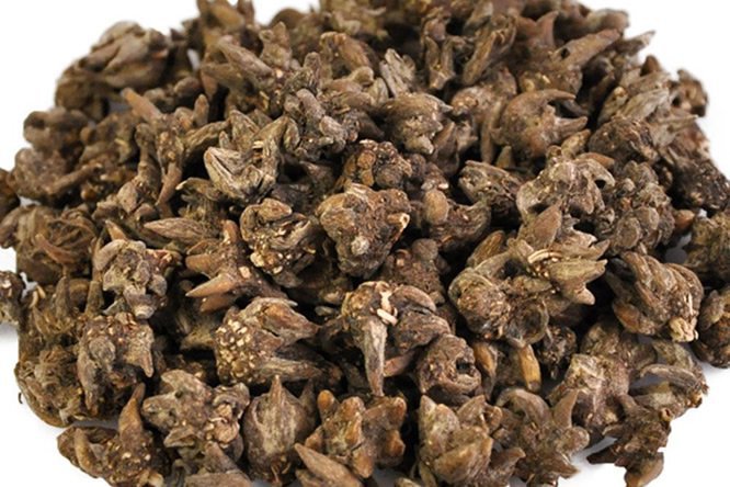 猫爪草 - 图片1