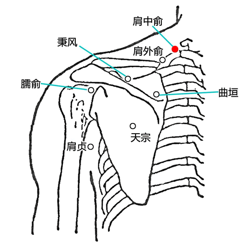 肩中俞 - 图片1