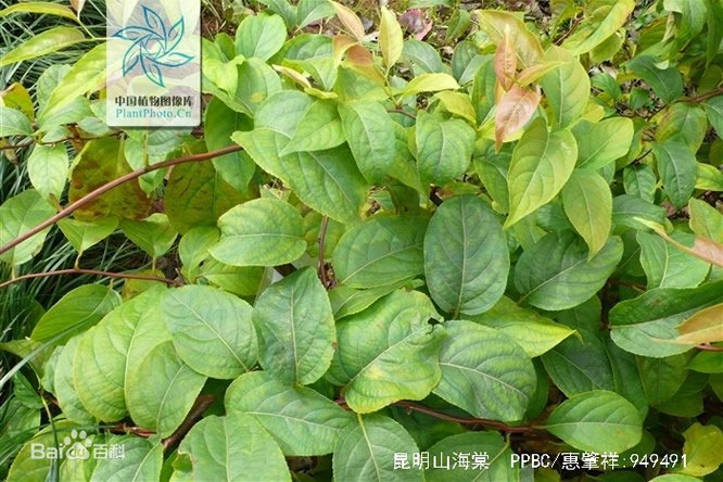 昆明山海棠 - 图片2