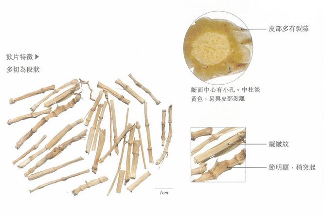 白茅根 - 图片2