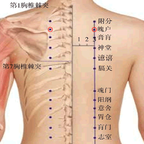 魄户 - 图片1