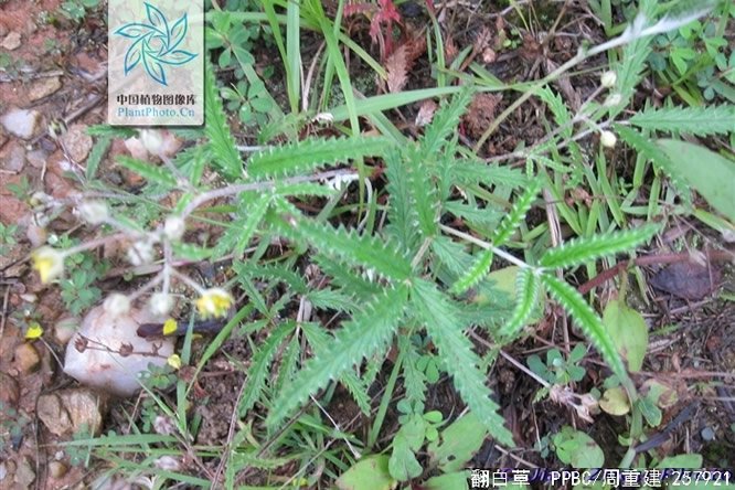 翻白草 - 图片3