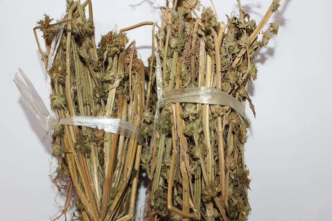 益母草 - 图片2