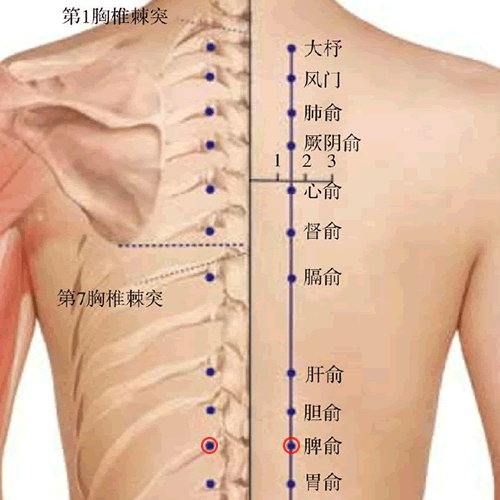 脾俞 - 图片1