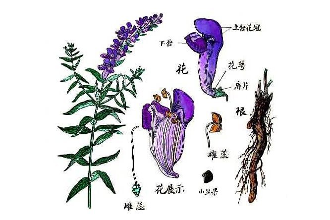 黄芩 - 图片3