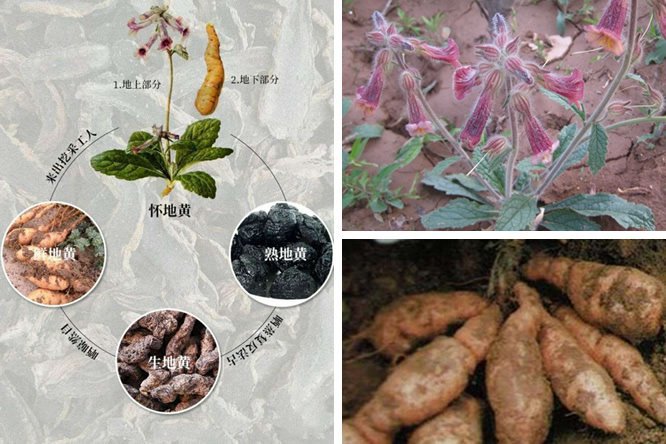 生地黄 - 图片3
