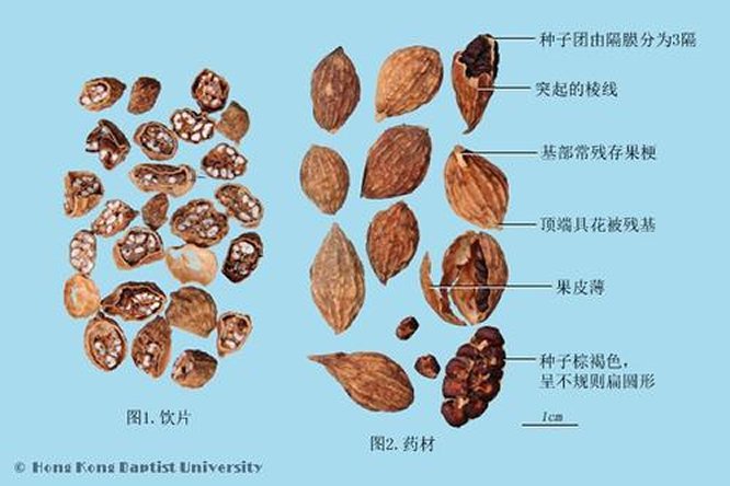 益智仁 - 图片2
