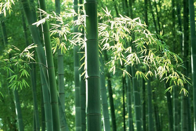 天竺黄 - 图片3