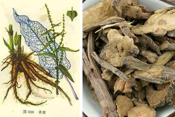 羊蹄 - 图片2