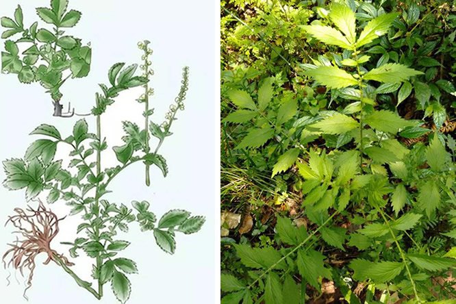 仙鹤草 - 图片2
