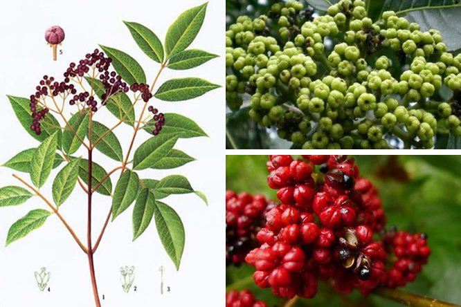 吴茱萸 - 图片3