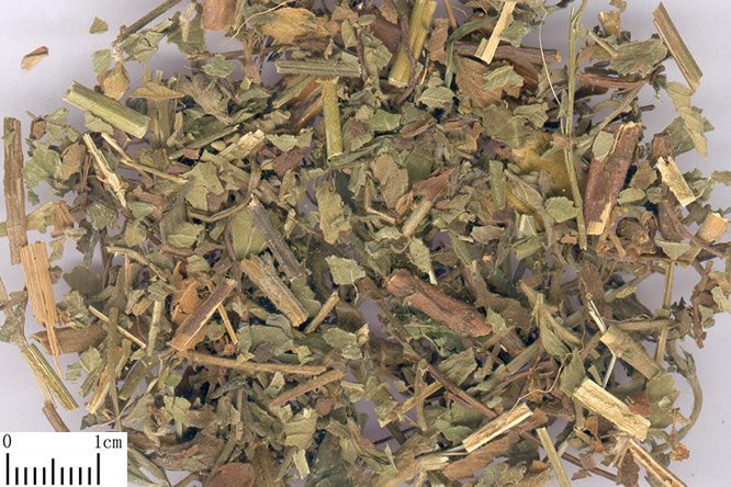 仙鹤草 - 图片1