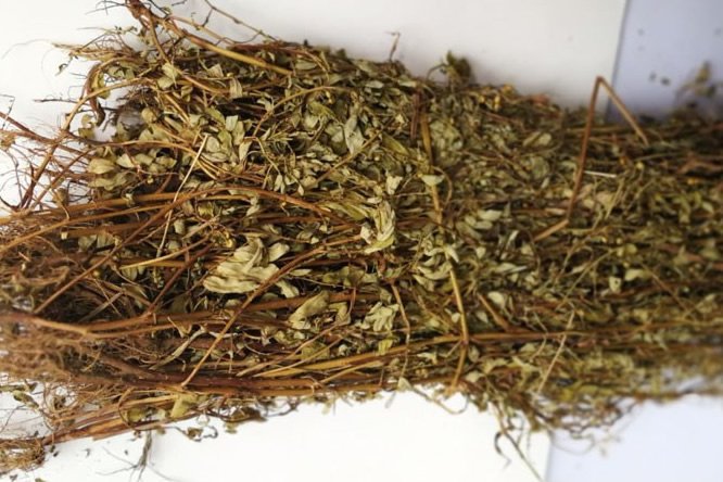 珍珠草 - 图片2