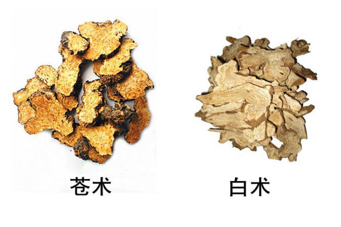 苍术 - 图片2