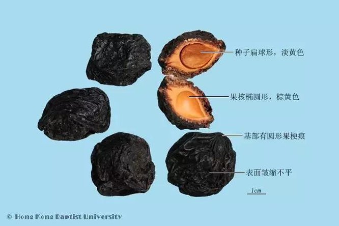 乌梅 - 图片2