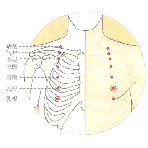 乳根 - 图片1