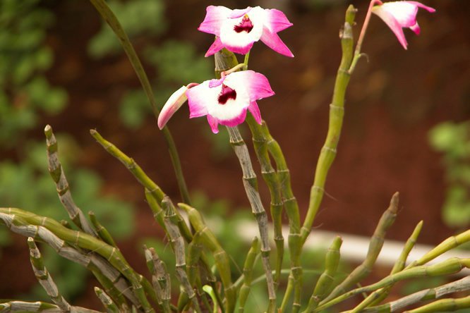 石斛 - 图片3