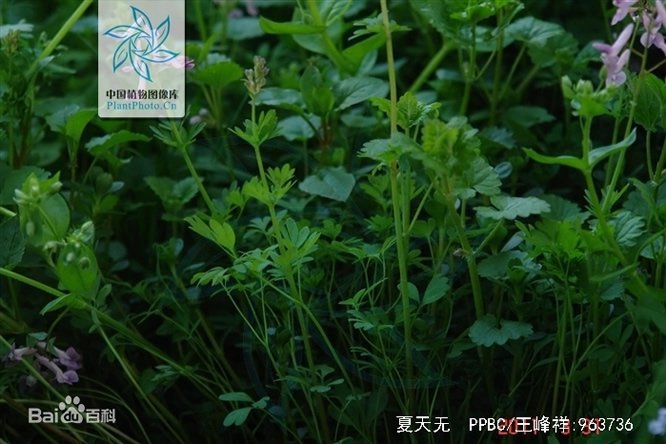 夏天无 - 图片3