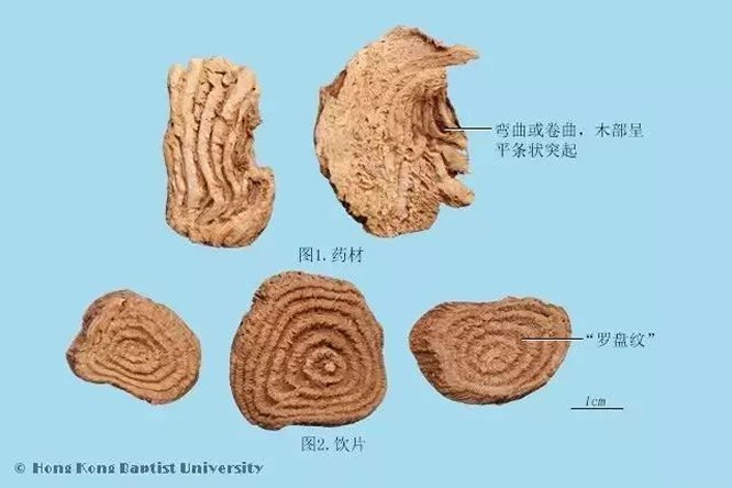 商陆 - 图片2