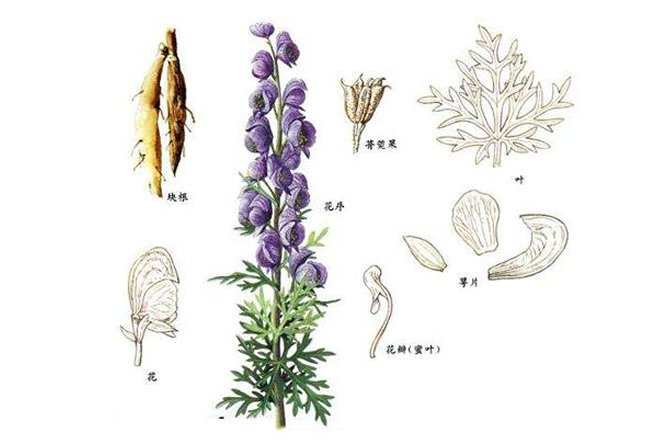 雪上一枝蒿 - 图片2