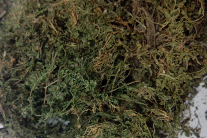 鹅不食草 - 图片1