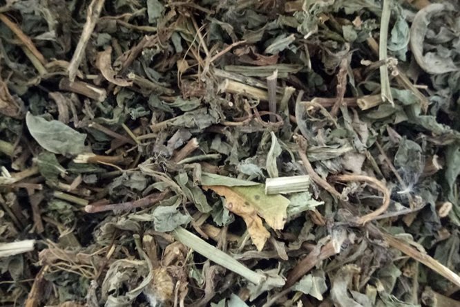 败酱草 - 图片1